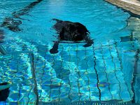 6. Hundeschwimmen im Freibad Pappenheim-1