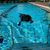 6. Hundeschwimmen im Freibad Pappenheim